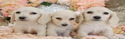 Miniature Dachshund dogs for sale: KC Cream Longhair Miniature Dachshund Puppies - Advert 7