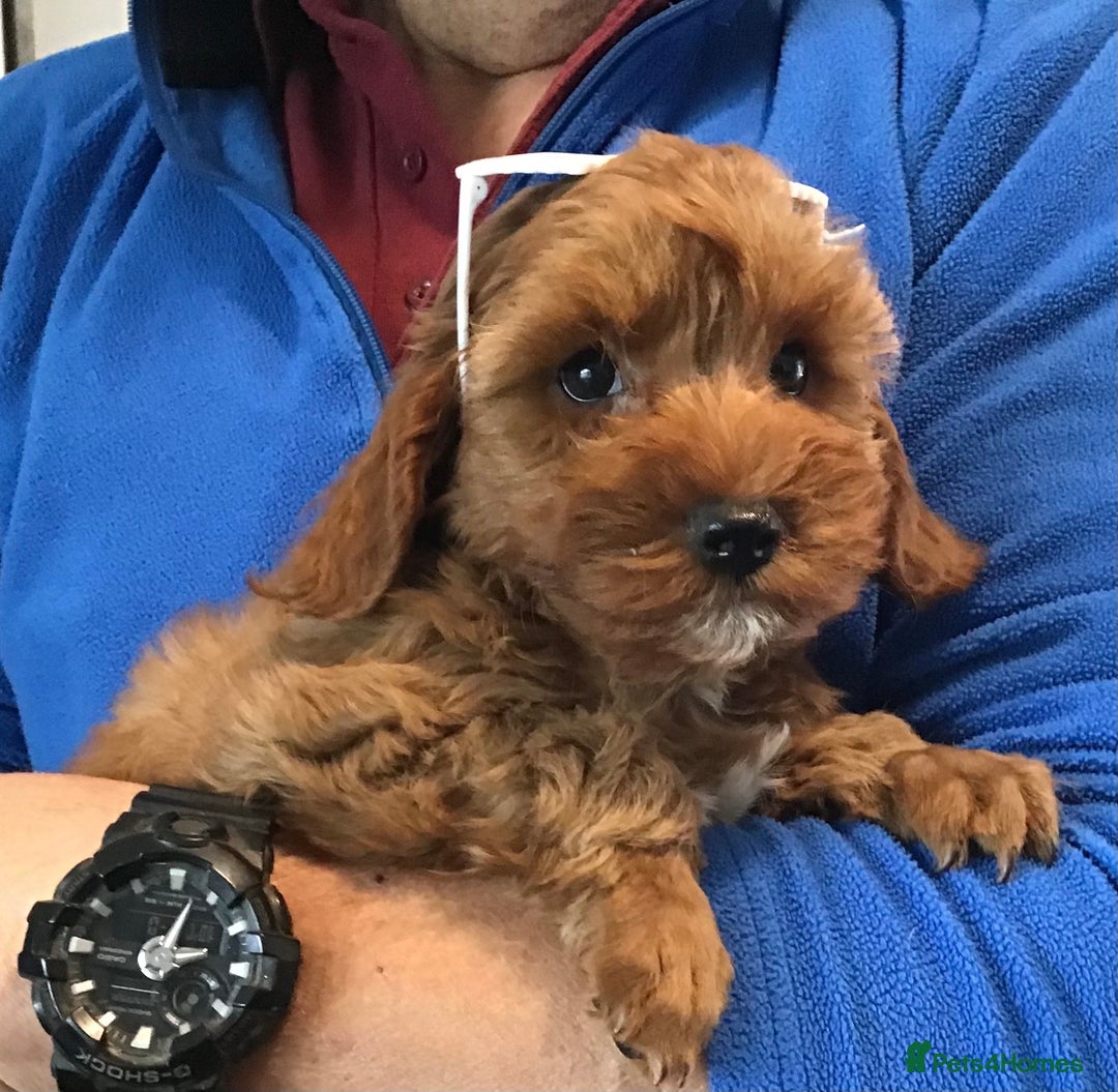Cockapoo dogs for sale: ADORABLE SMALL MINIATURE F1B COCKAPOO PUPPIES - Image 9