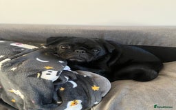 Pug dogs for sale: Black Male Pug 8yrs Old - Advert 1