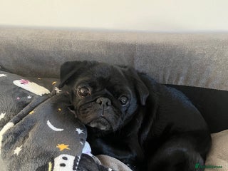 Pug dogs Black Male Pug 8yrs Old - Advert 4