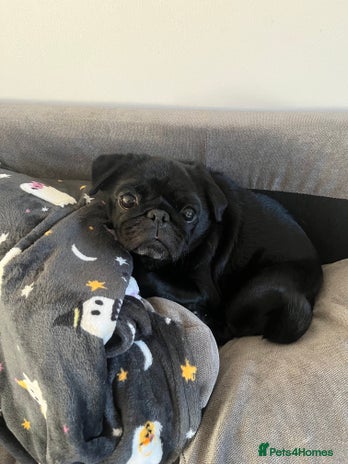 Pug dogs Black Male Pug 8yrs Old - Advert 2