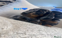 Miniature Dachshund dogs for sale: 🐾Adorable miniature dachshunds 🐾 - Image 9