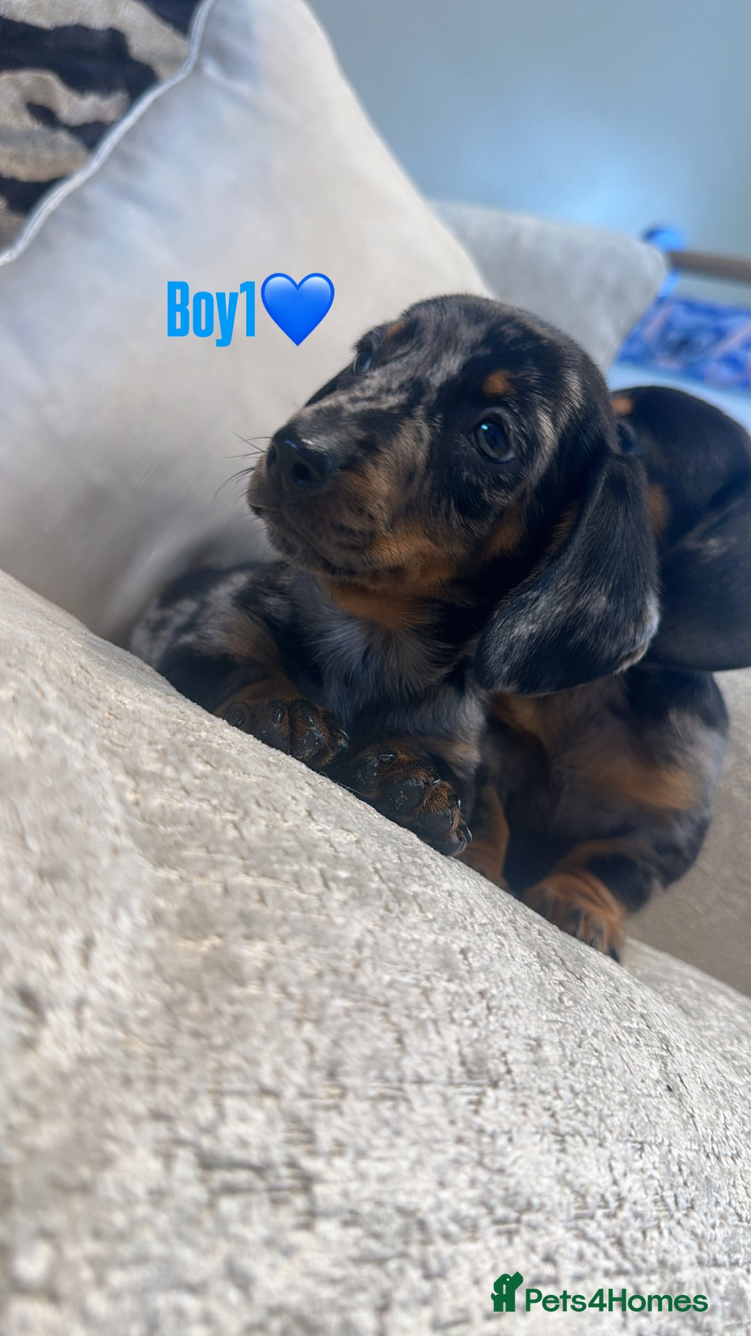 Miniature Dachshund dogs for sale: 🐾Adorable miniature dachshunds 🐾 - Image 9