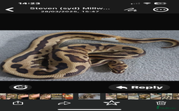 Python Snake reptiles for sale: Ball pythons and full setups for sale  - Image 1