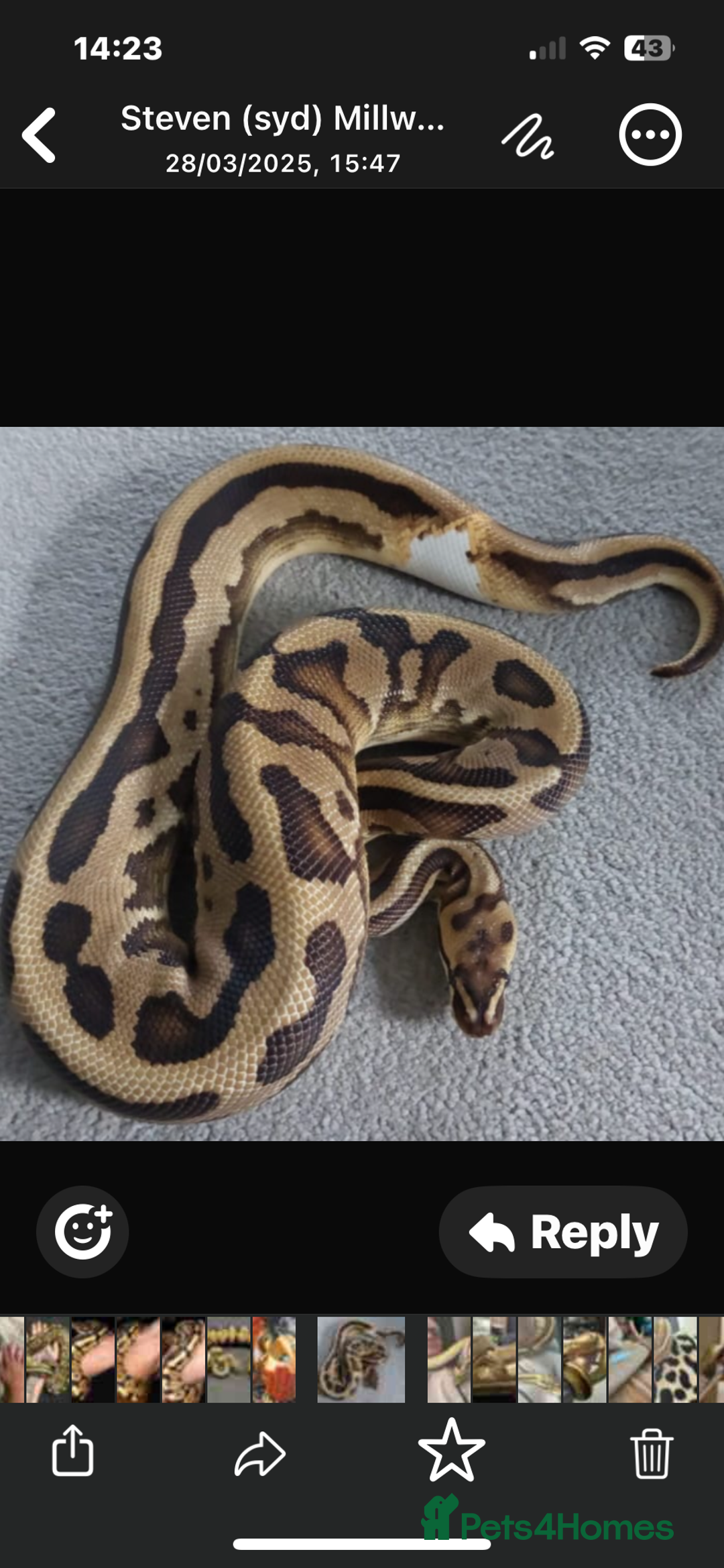 Python Snake reptiles for sale: Ball pythons and full setups for sale  - Image 1