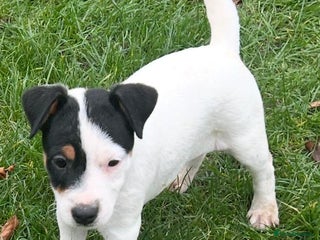 Jack Russell dogs Jack Russell Parson Type Dog Puppies For Sale - Advert 3