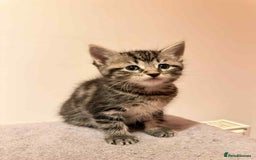 Mixed Breed cats for sale: Tabby Kittens for Sale  - Image 10