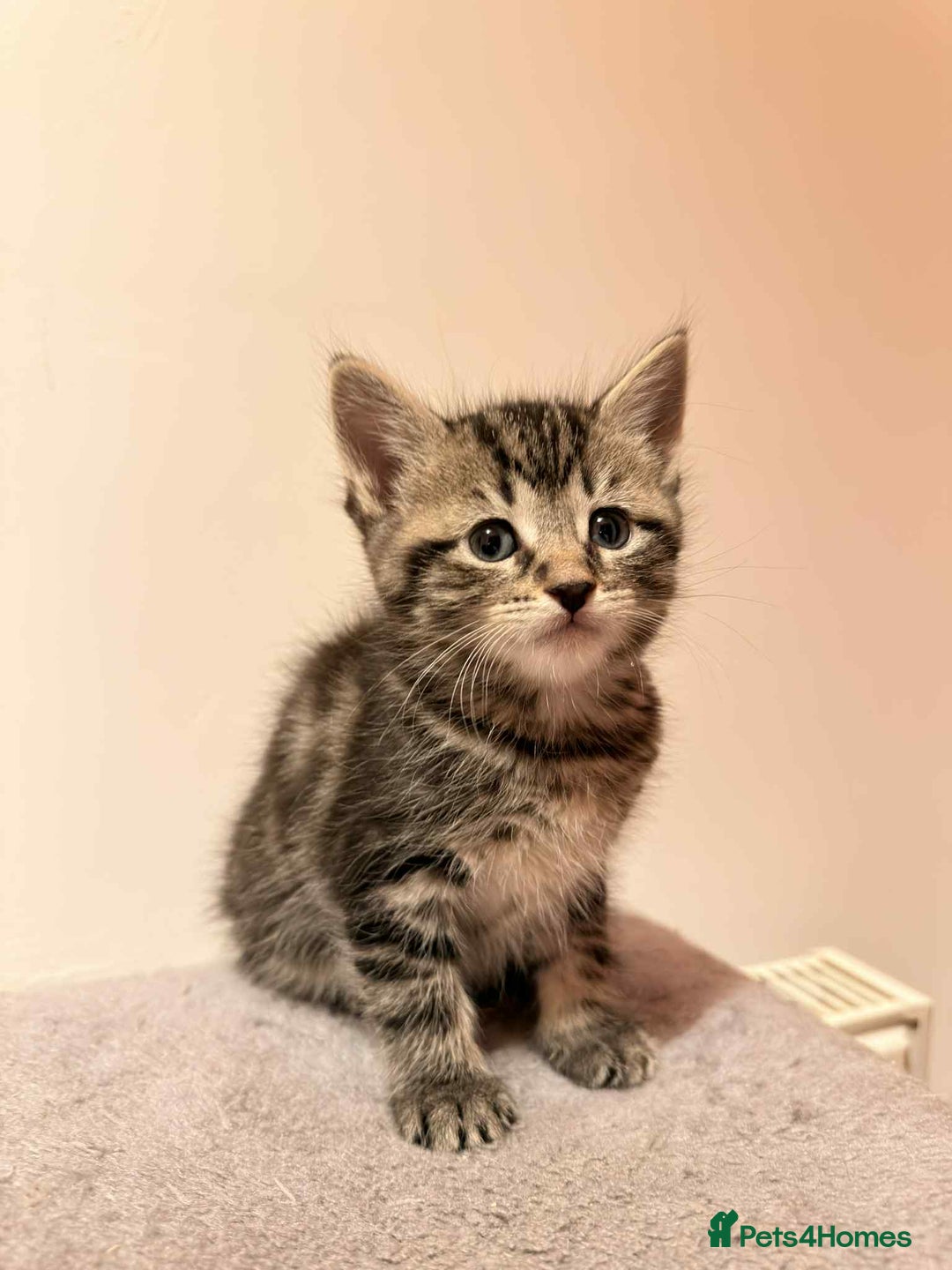 Mixed Breed cats for sale: Tabby Kittens for Sale  - Image 10