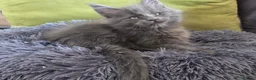 Maine Coon cats for sale: Maine coon kitten  - Advert 36