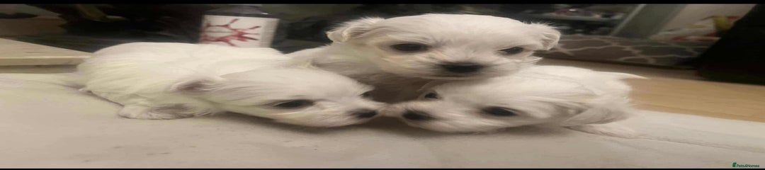 Maltese Puppy 3