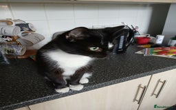 Mixed Breed cats for sale: 18 week old female kittens  - Image 2
