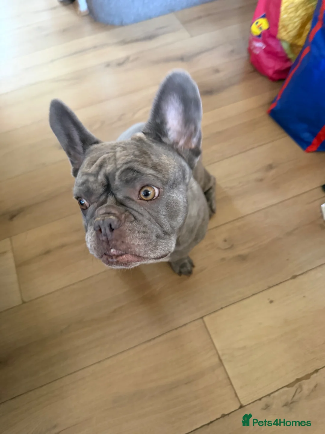 French Bulldog dogs for sale: Beautiful French Bulldog needing to be rehomed - Advert 6