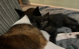 Mixed Breed cats for sale: 1 male 1 female kittens - Image 10