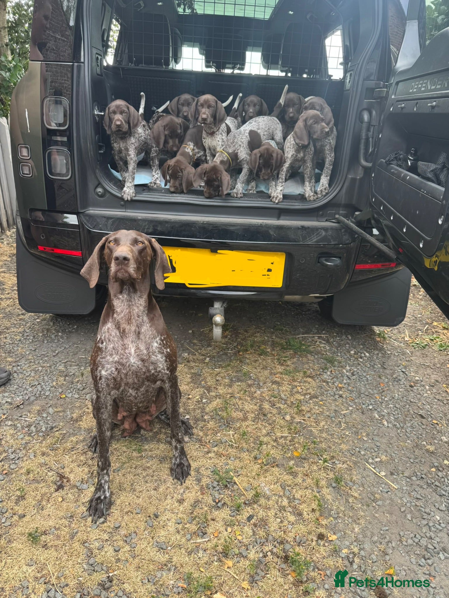 German Shorthaired Pointer dogs KC registered, Crufts bloodline, GSP pups *3 left - Advert 12