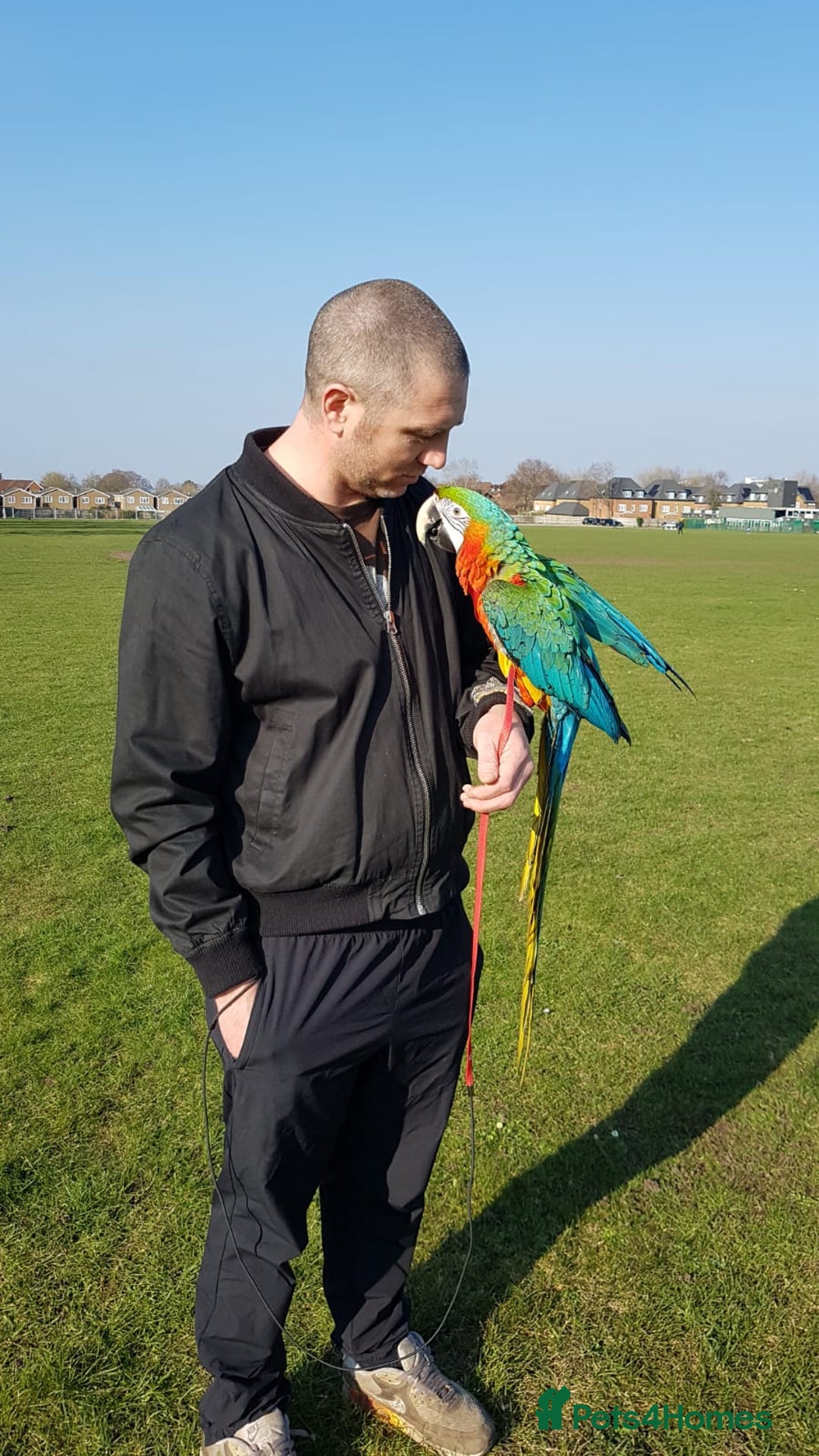 Macaws birds for sale: Harlequin macaw female 5y old Very tame free flyer - Advert 3