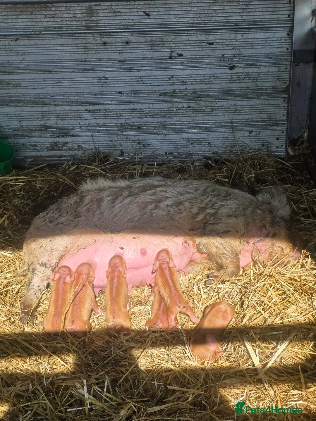 Pig livestock for sale: Pig and 6 piglets  in Bolton - Advert 1