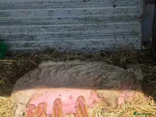 Pig livestock Pig and 6 piglets - Advert 9