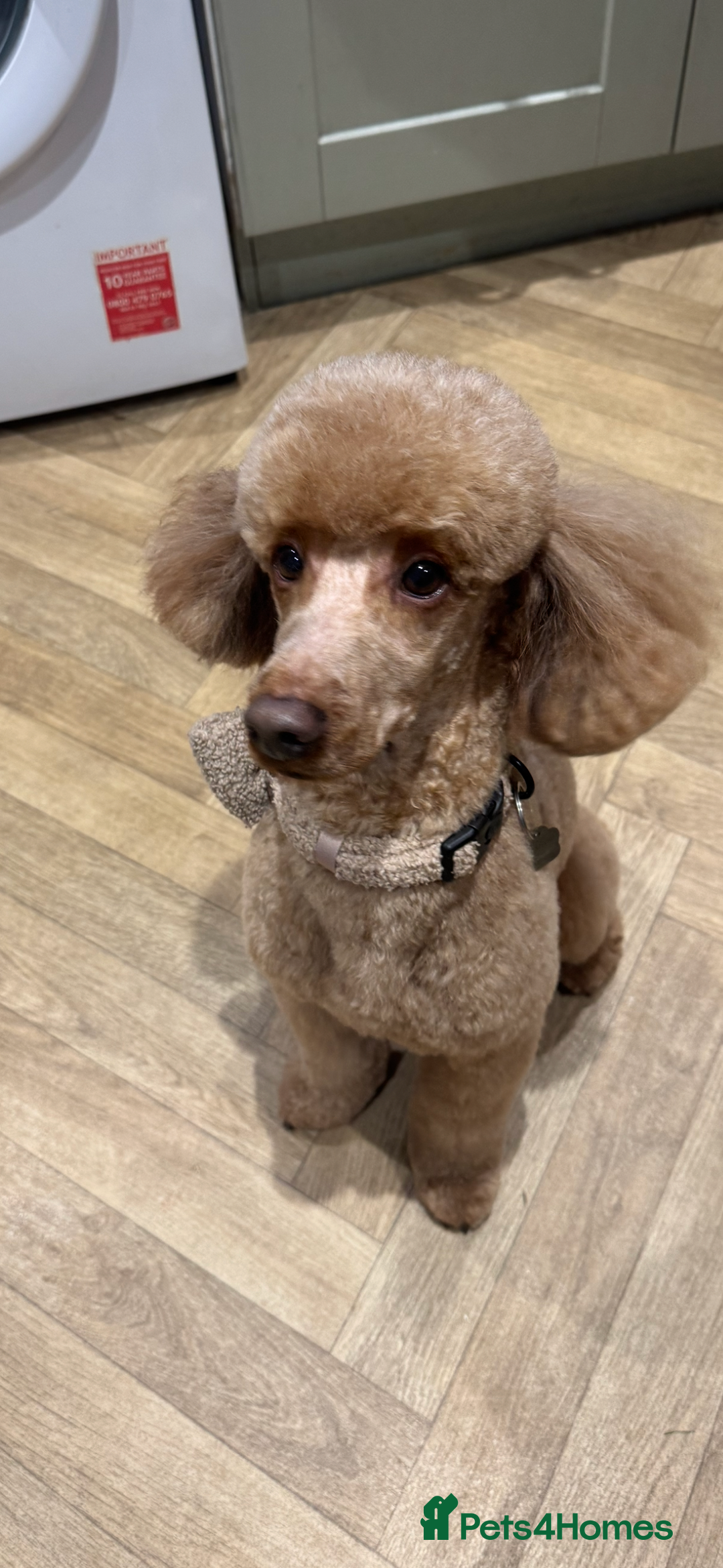 Miniature Poodle dogs for stud: For stud  in Rotherham - Advert 2