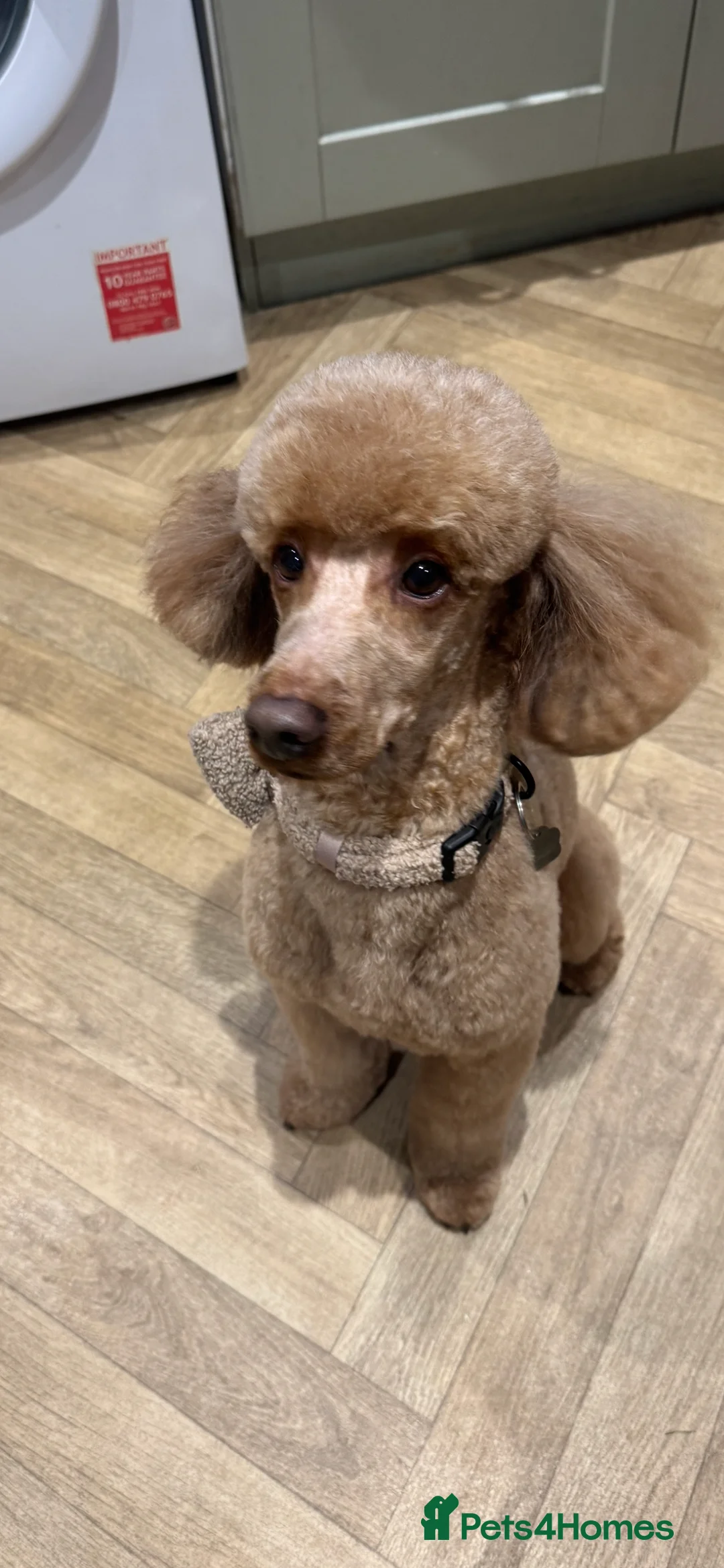 Miniature Poodle dogs for stud: For stud  in Rotherham - Advert 2