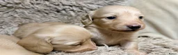 Miniature Dachshund dogs for sale: KC Longhaired Cream Miniature Dachshund Puppies - Advert 25