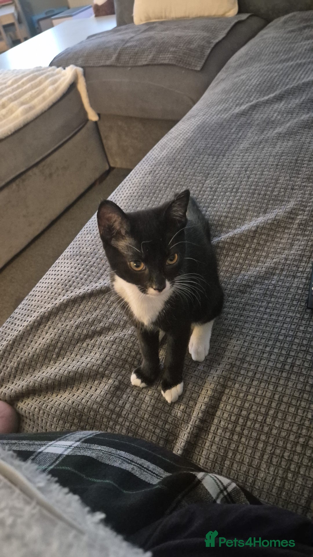 Mixed Breed cats for sale: A male kitten and a 11 month old female cat  - Image 6