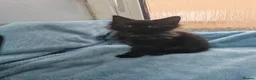 Mixed Breed cats for sale: Beautiful FLUFFY kittens VIDEOS - Advert 24
