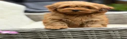 Mixed Breed dogs for sale: Exquisite litter of CAVAPOOCHONS ready now  - Advert 15