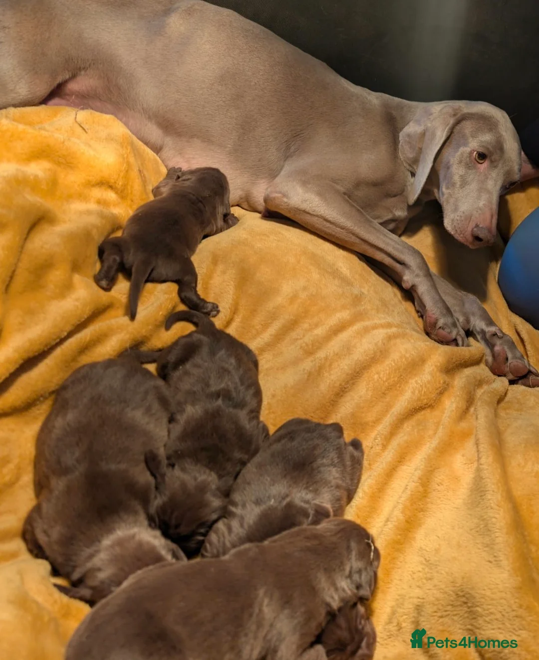 Mixed Breed dogs for sale: Weimaraner X Springer Spaniel - Advert 2