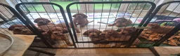 Irish Setter dogs for sale: IRISH SETTER PUPPIES - Advert 7