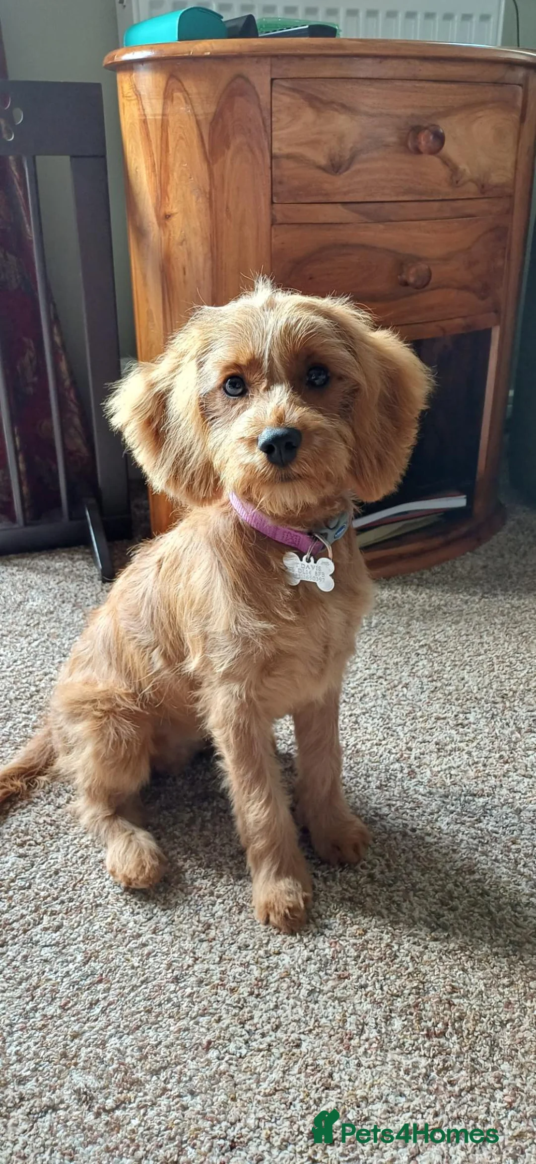 Cavapoo dogs for sale: CAVAPOO Female - Advert 1