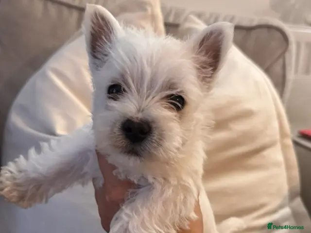 West Highland Terrier dogs West highland terriers READY NOW! - Advert 2