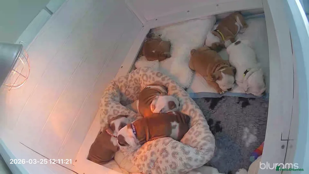 English Bulldog dogs for sale: TRADITIONAL BRITSH BULLDOGS MALE/FEMALE  - Advert 2