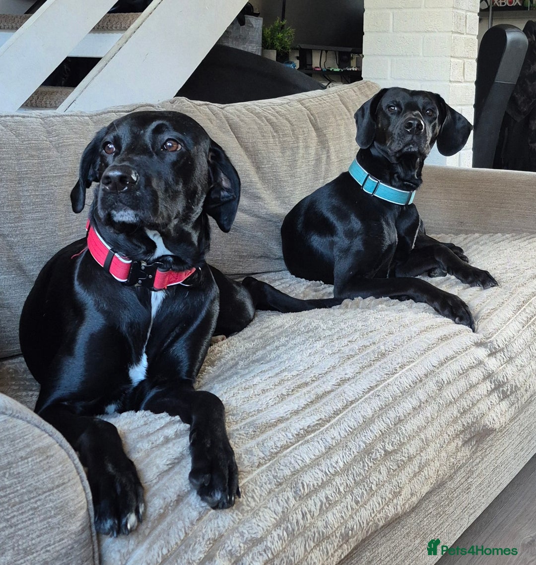 Mixed Breed dogs for sale: 6 mixed breed puppies - Advert 2