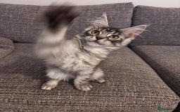Maine Coon cats for sale: Reduced 🌟 GCCF Maine Coon Kitten 🌟 - Image 1
