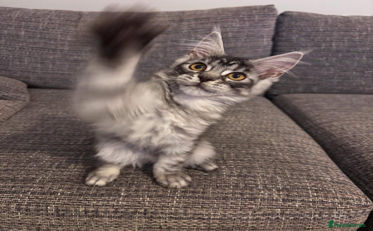 Maine Coon cats - Advert 3