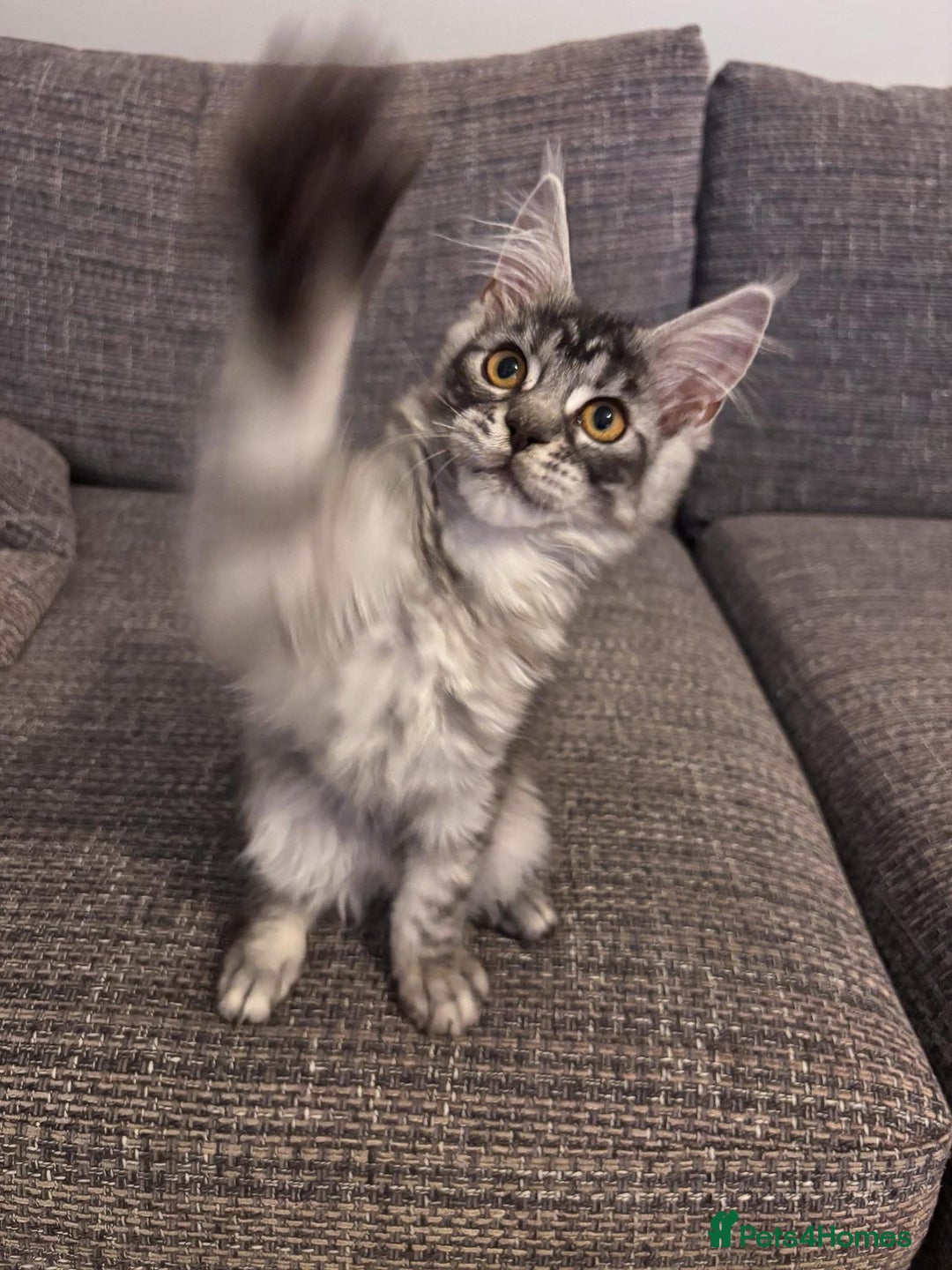 Maine Coon cats for sale: Reduced 🌟 GCCF Maine Coon Kitten 🌟 - Image 1