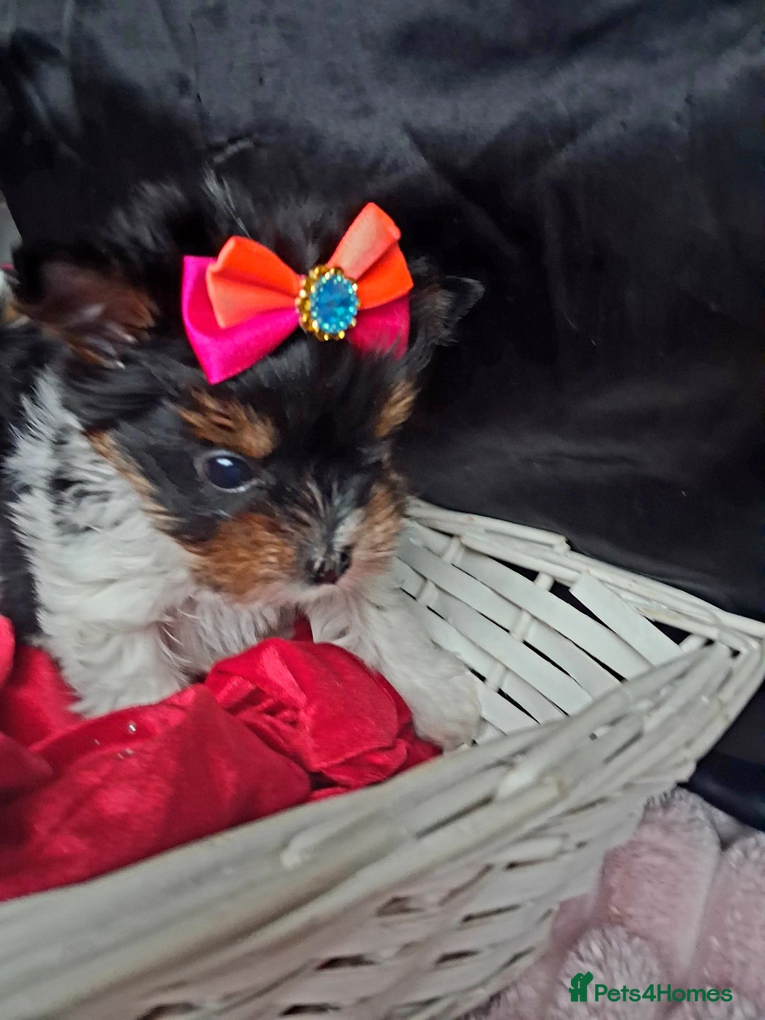 Biewer Terrier dogs for sale: Beautiful 2 mini girls - Advert 18