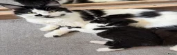Domestic Shorthair cats for sale: Male kitten - Advert 2