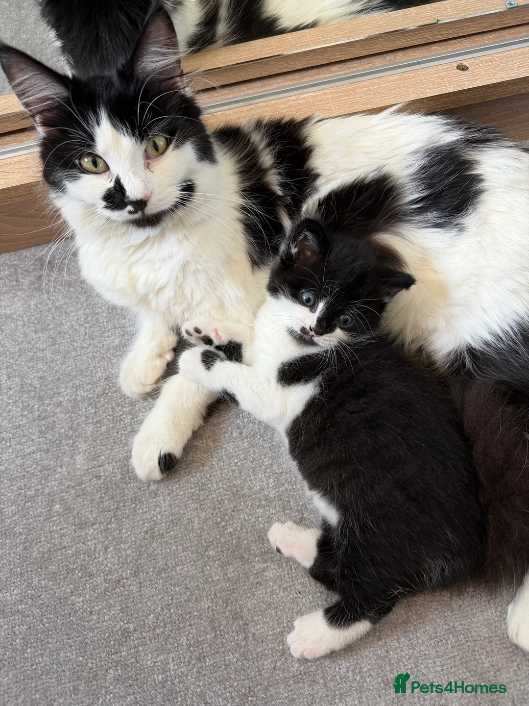 Domestic Shorthair cats for sale: Male kitten - Advert 2