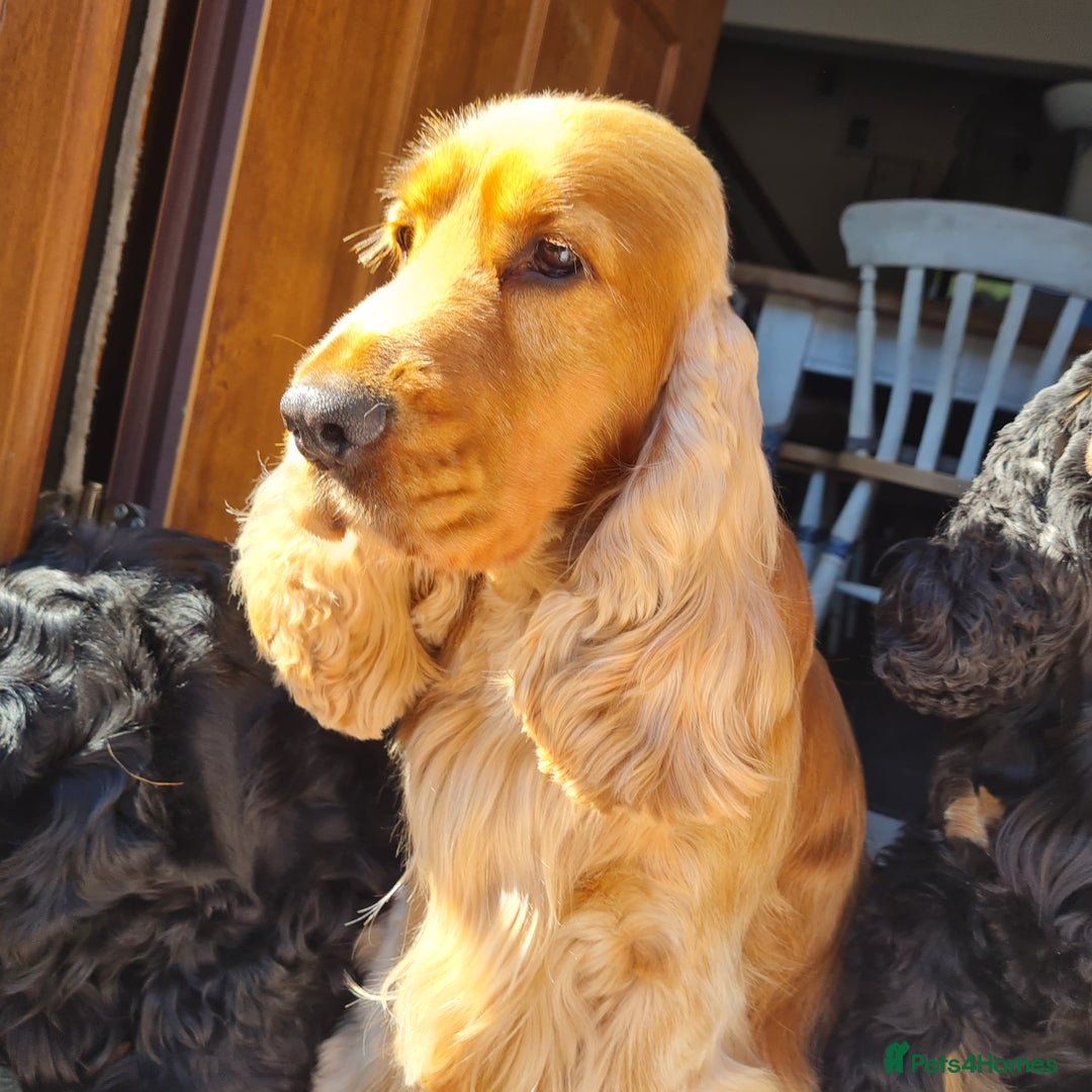 Cocker Spaniel dogs for stud: Outstanding Show Cocker for stud  - Image 9