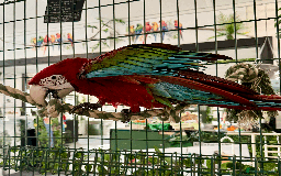 Macaws birds for sale: Baby Green-wing macaws - Image 3