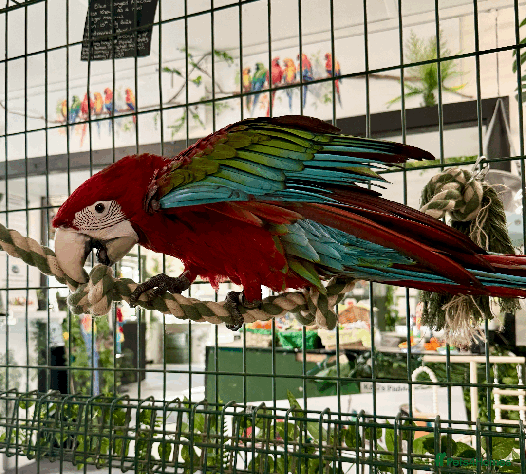 Macaws birds for sale: Baby Green-wing macaws - Image 3