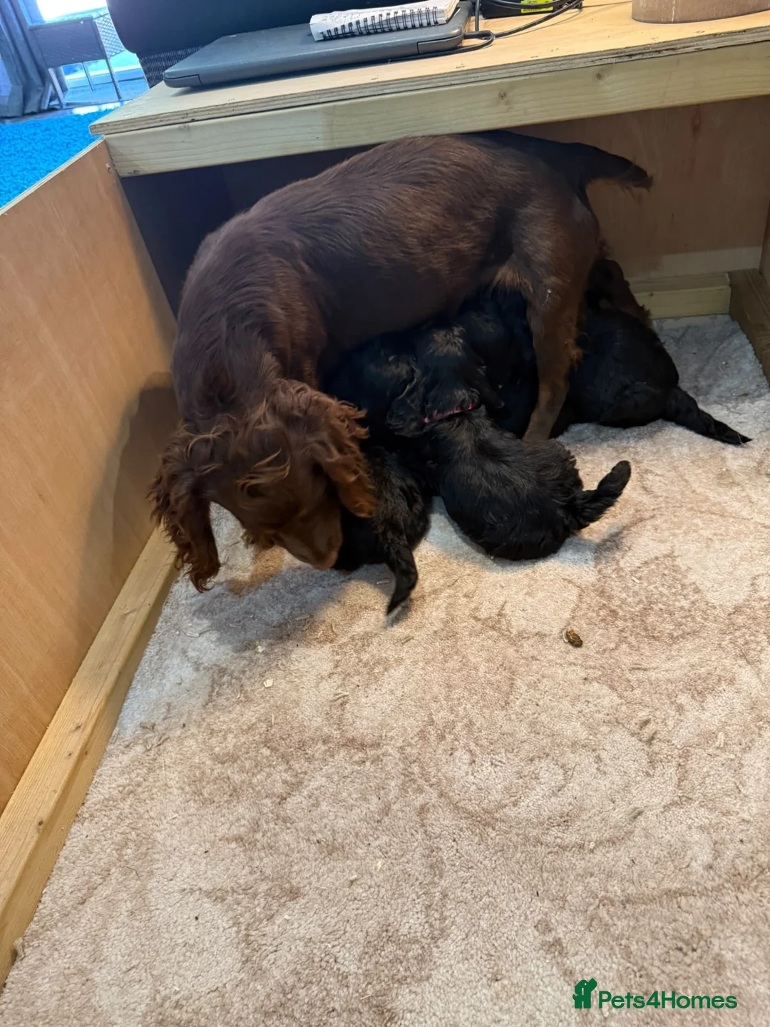 Cockapoo dogs for sale: Gorgeous F1 puppies for sale - Advert 2
