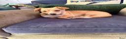 Mixed Breed dogs for adoption: Klara, could you be her special person ❤️ - Advert 15