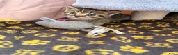 British Shorthair cats for sale: British short hair x Scottish fold kittens - Advert 18