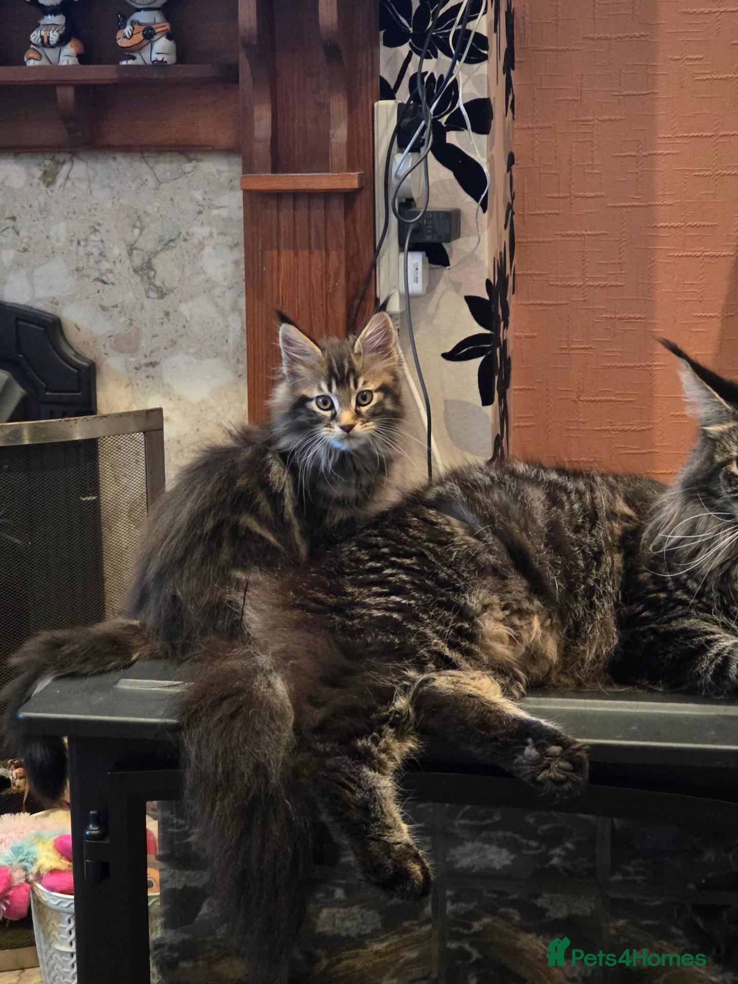 Maine Coon cats XL stunning maine coon kittens - Advert 1