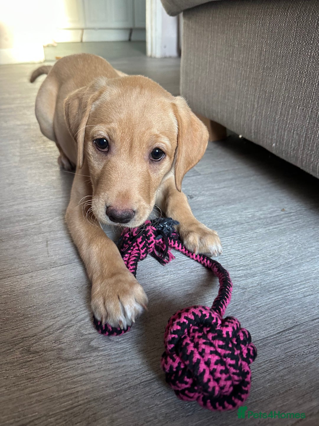 Labrador Retriever dogs for sale: Labrador Seeking New Home - Advert 8