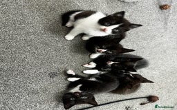 British Shorthair cats for sale: British short hair cross  - Image 3