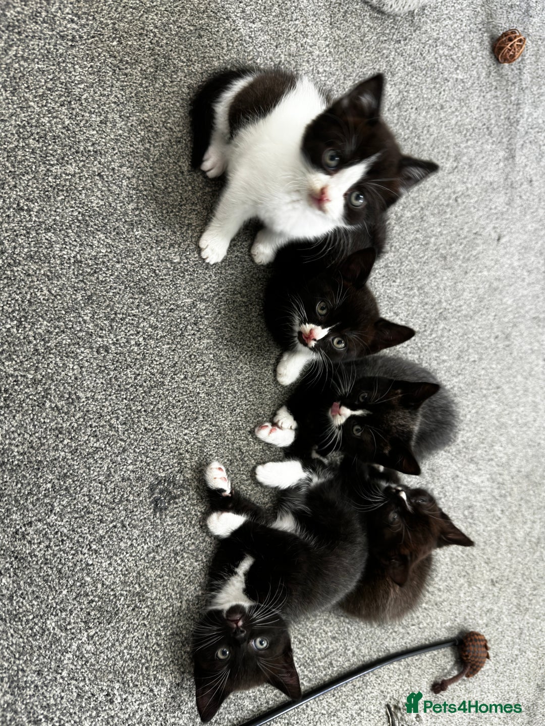 British Shorthair cats for sale: British short hair cross  - Image 3