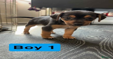 Jack Russell dogs - Advert 2